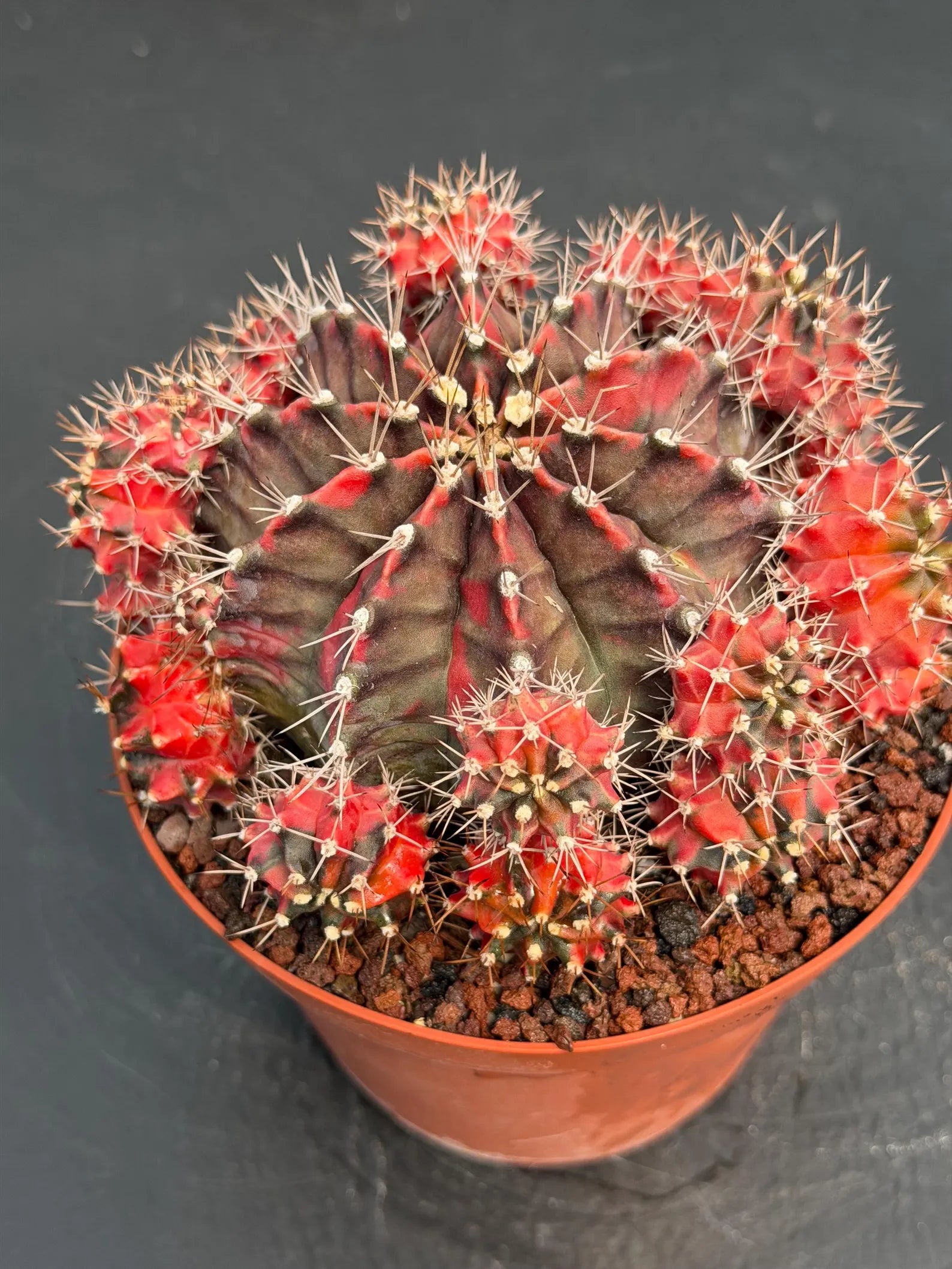 6” Variegated Gymnocalicium Cluster #847| Live Cactus | Live Plant