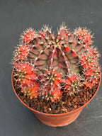 6” Variegated Gymnocalicium Cluster #847| Live Cactus | Live Plant