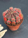 6” Variegated Gymnocalicium Cluster #847| Live Cactus | Live Plant