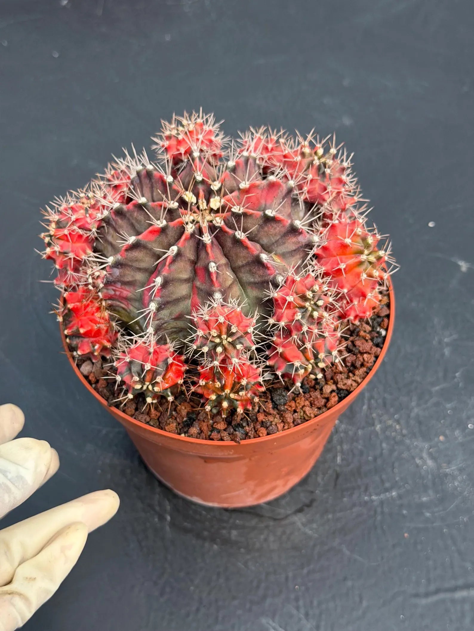 6” Variegated Gymnocalicium Cluster #847| Live Cactus | Live Plant