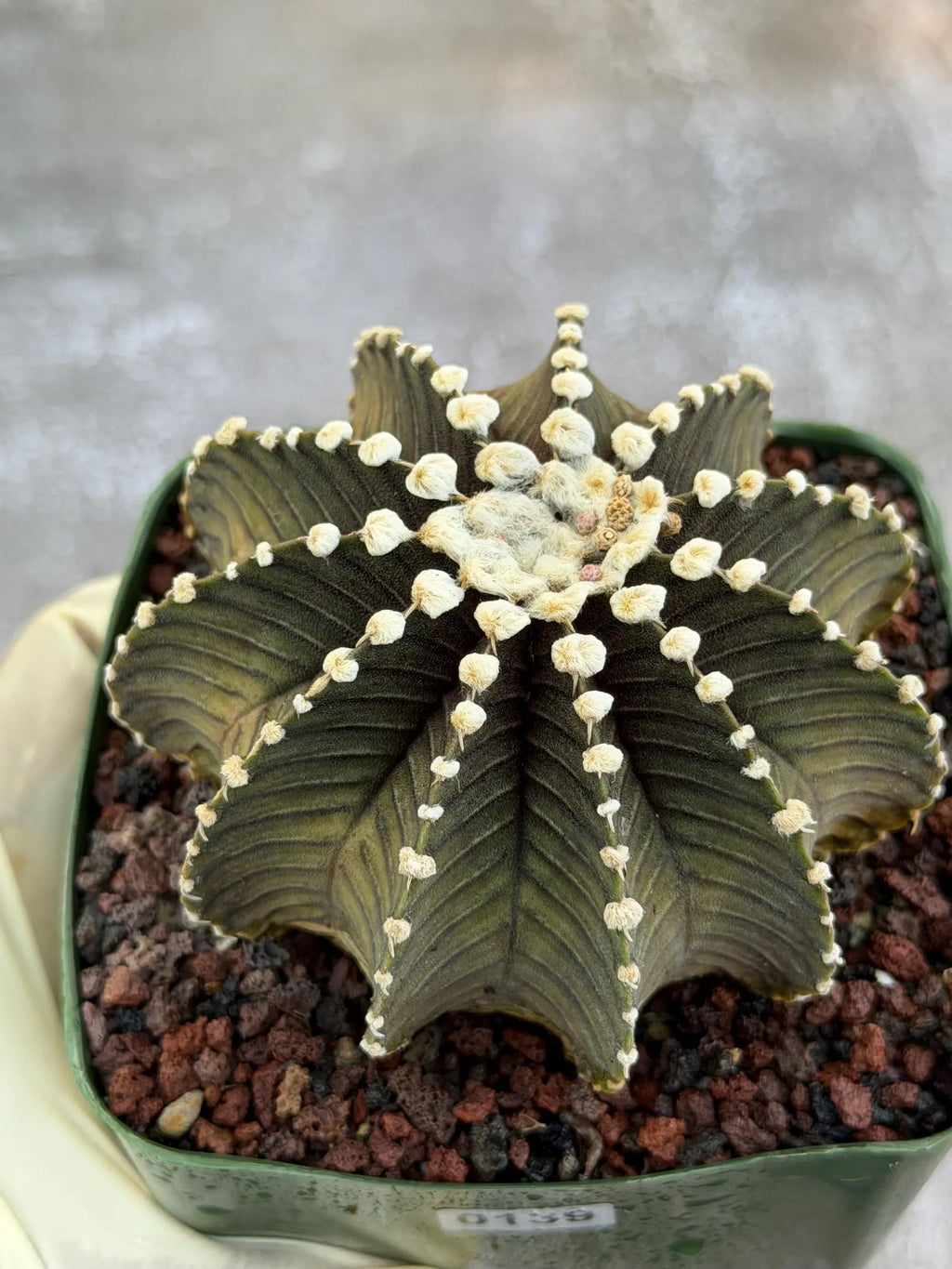 Gymnocalycium VOS1241 Rare Live Cactus #139