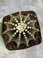 Gymnocalycium VOS1241 Rare Live Cactus #139