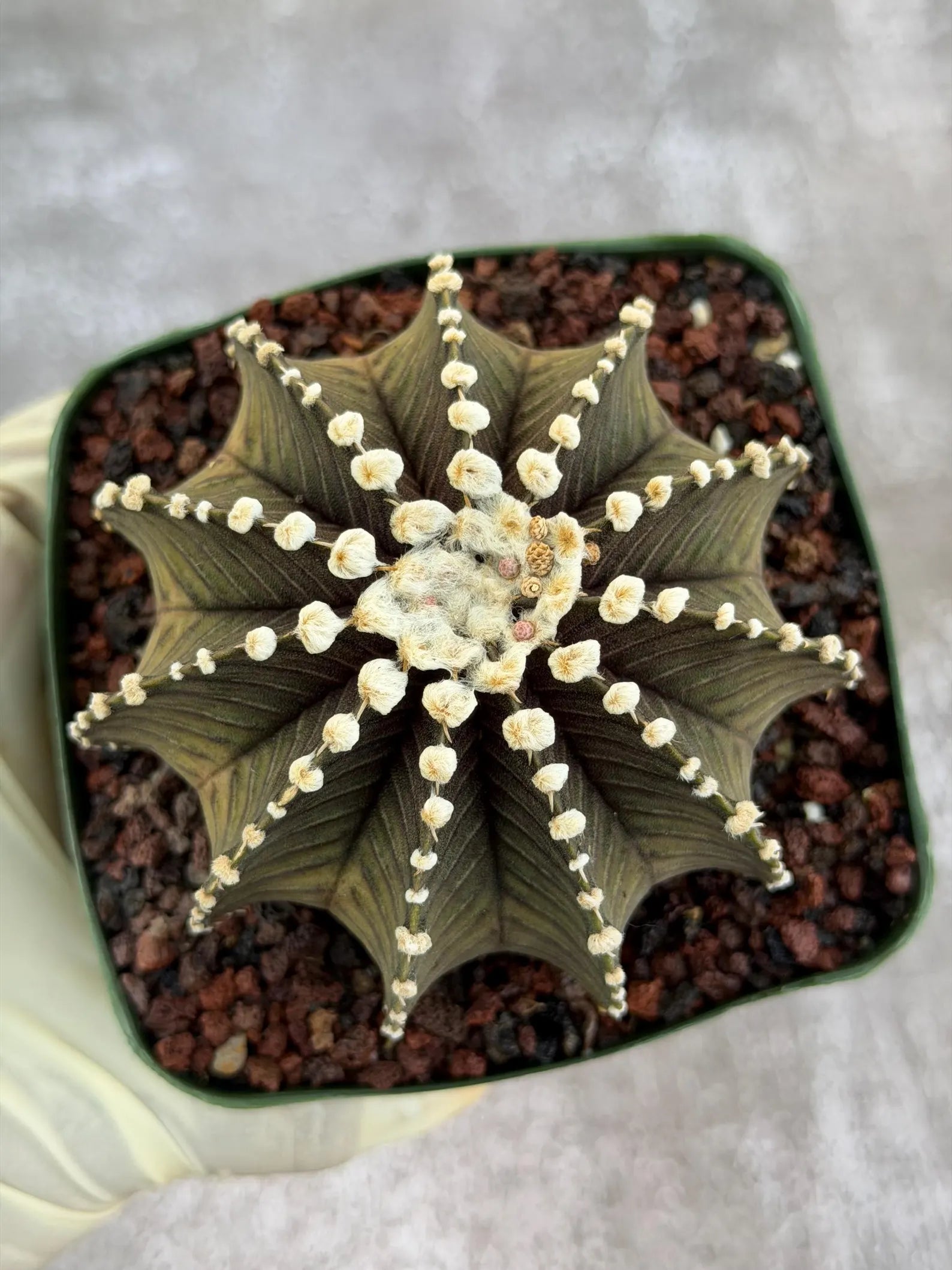 Gymnocalycium VOS1241 Rare Live Cactus #139