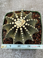 Gymnocalycium VOS1241 Rare Live Cactus #139