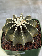 Gymnocalycium VOS1241 Rare Live Cactus #139