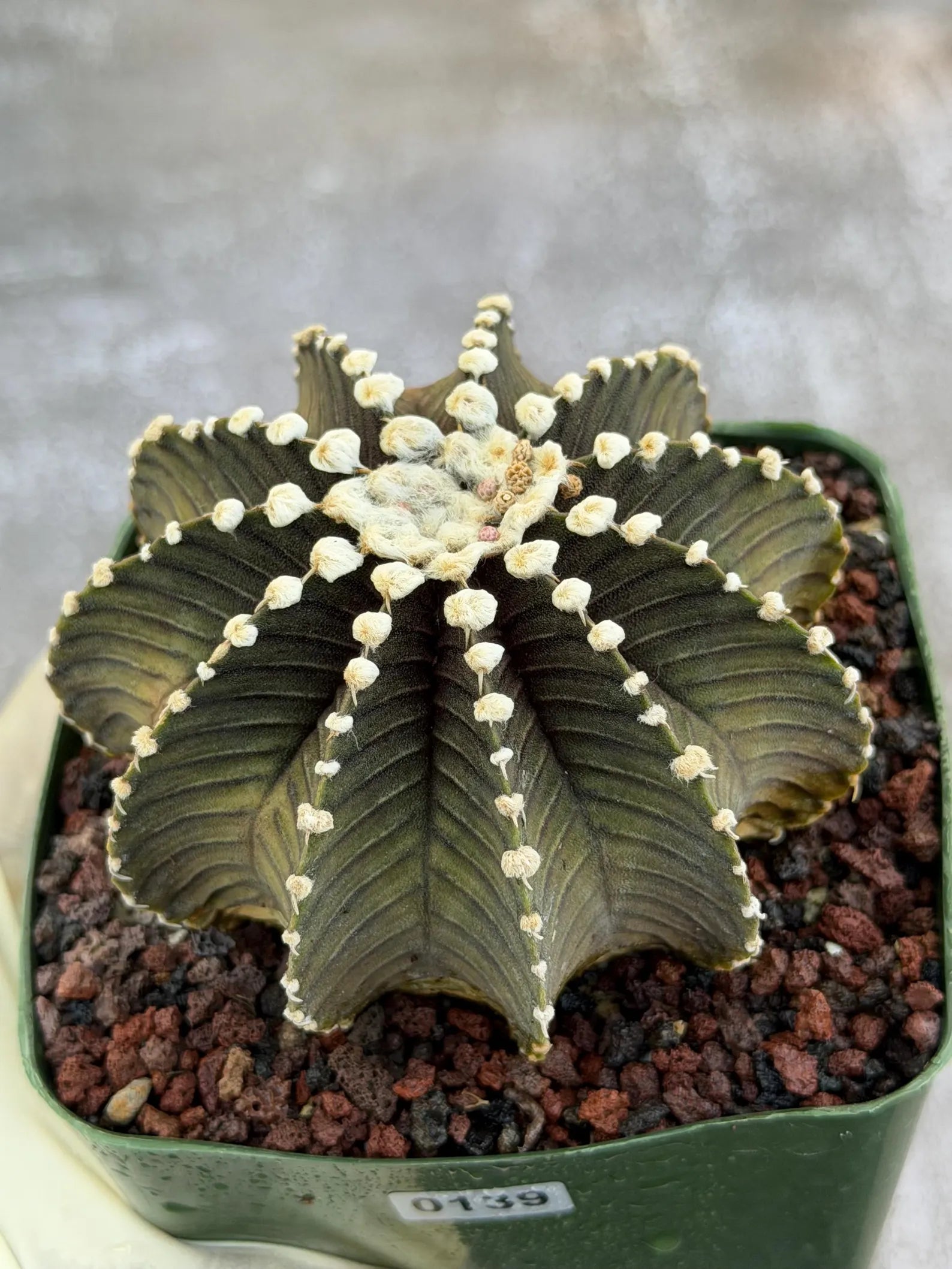 Gymnocalycium VOS1241 Rare Live Cactus #139