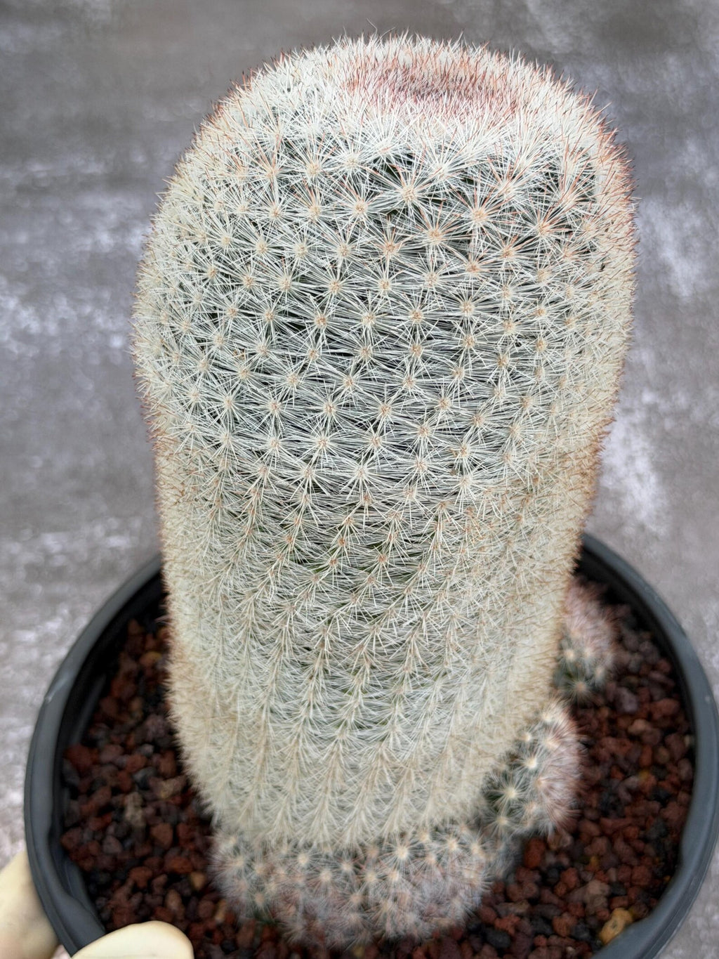 Mammillaria Candida Live Cactus – Rare Seed Grown 7" Collector Cactus Plant