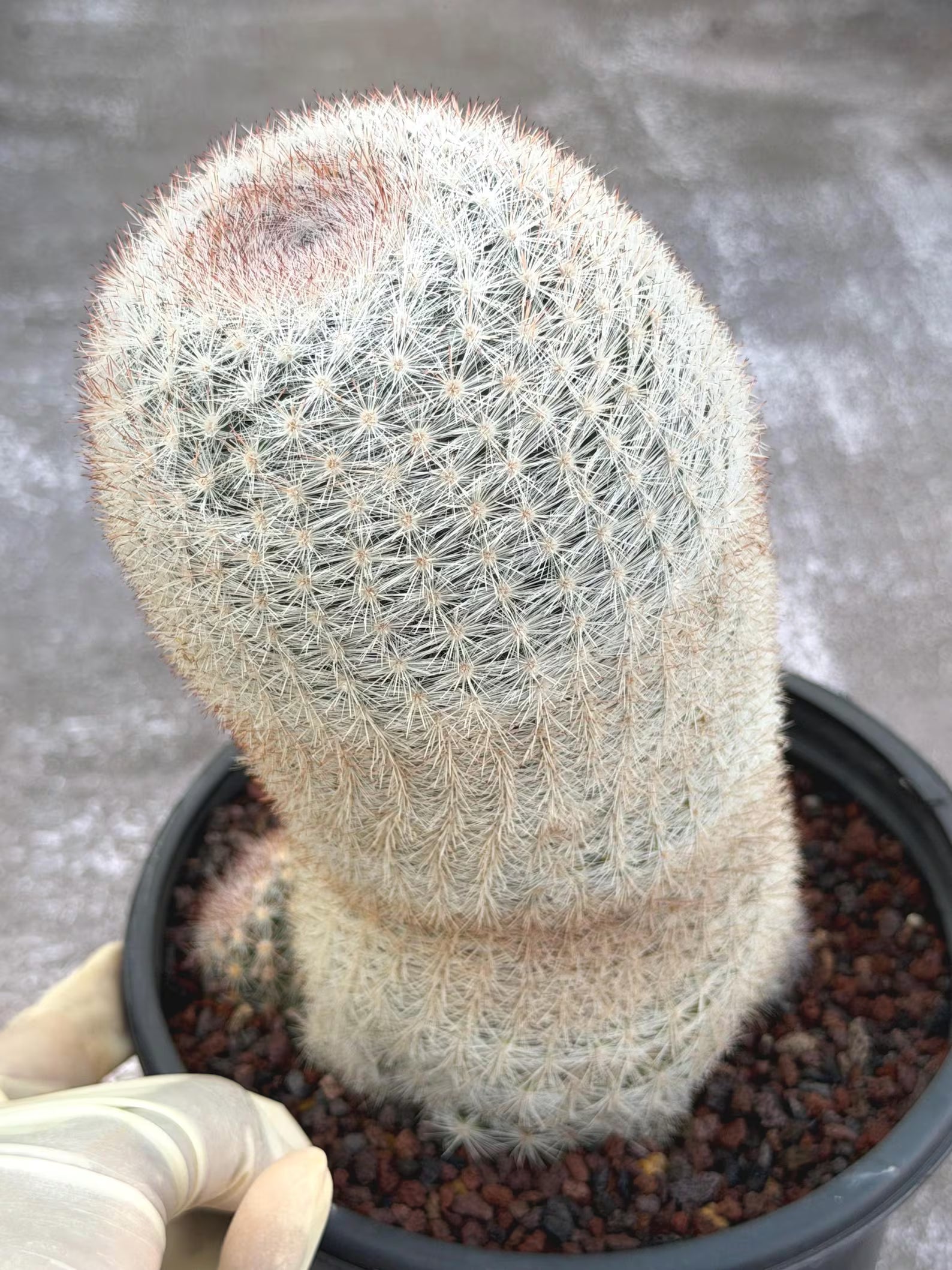 Mammillaria Candida Live Cactus – Rare Seed Grown 7" Collector Cactus Plant