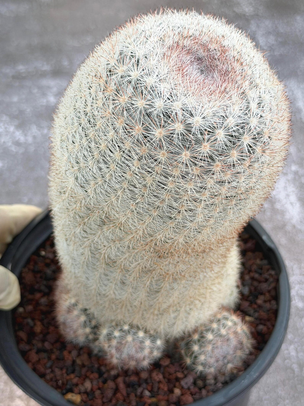 Mammillaria Candida Live Cactus – Rare Seed Grown 7" Collector Cactus Plant