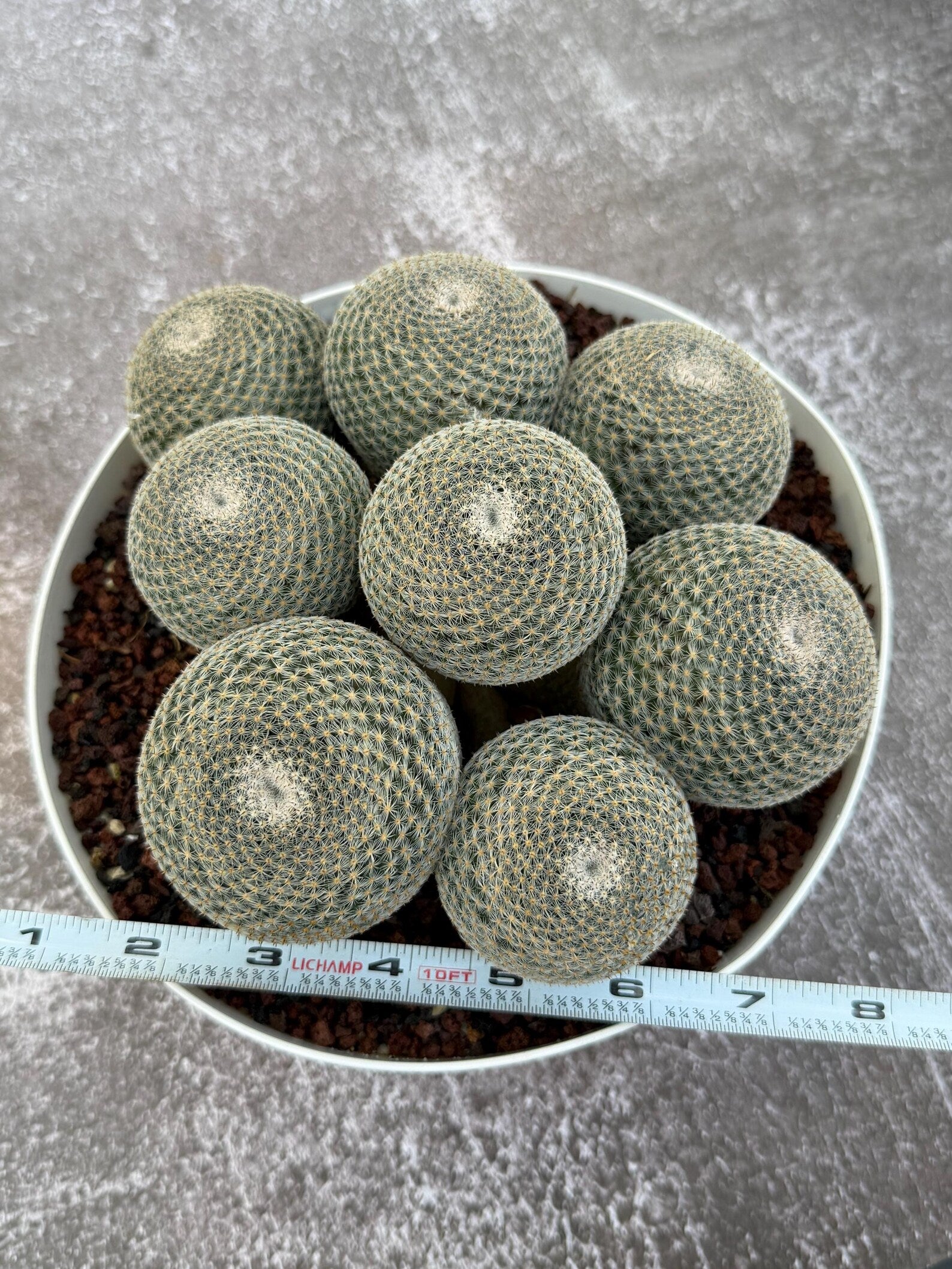Large Mammillaria Perbella Cluster Cactus