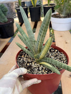Variegated Sansevieria Boncel #0136 | Easy Care House Plant | Live Plant