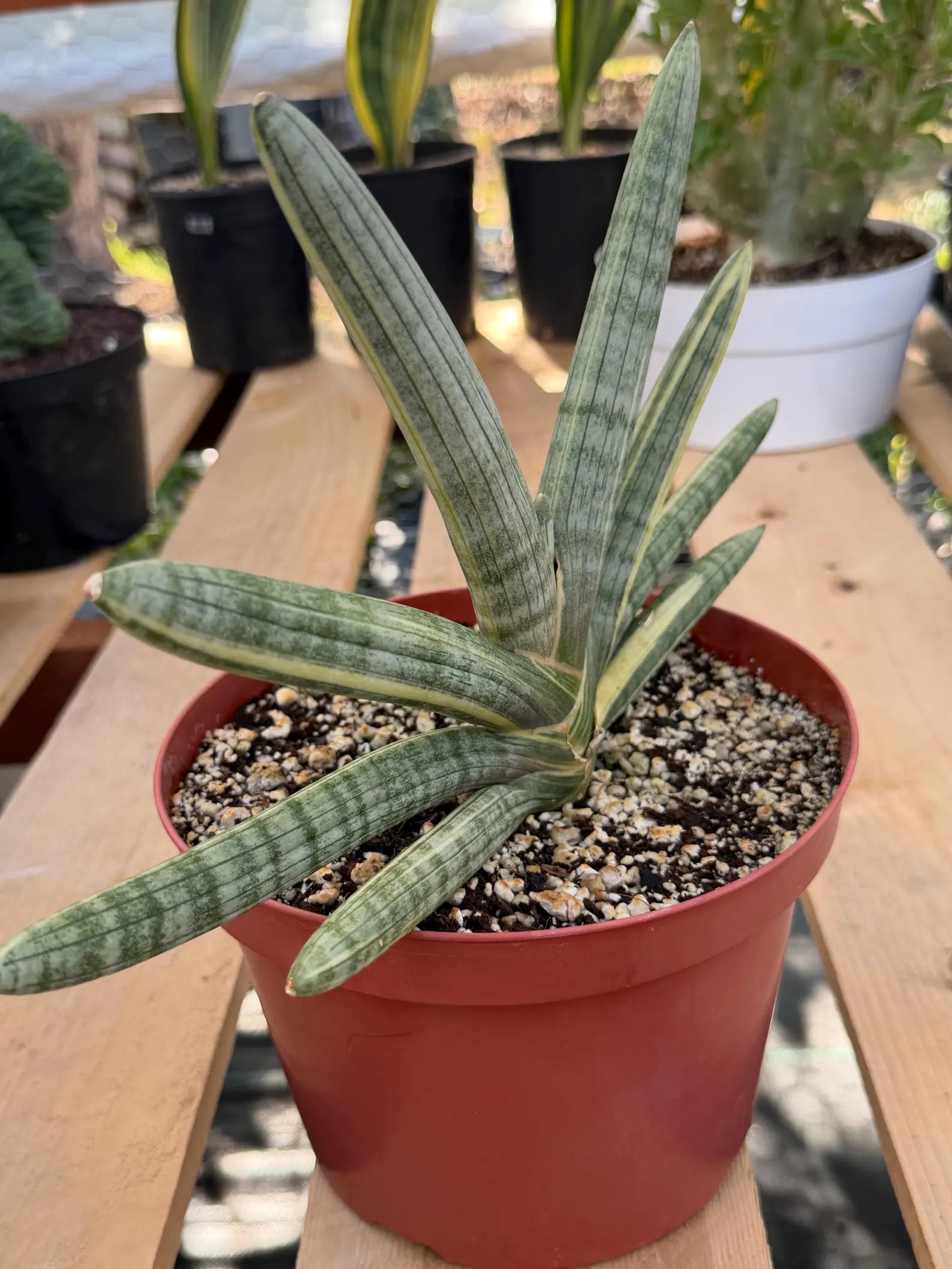 Variegated Sansevieria Boncel | Live Snake Plant #136