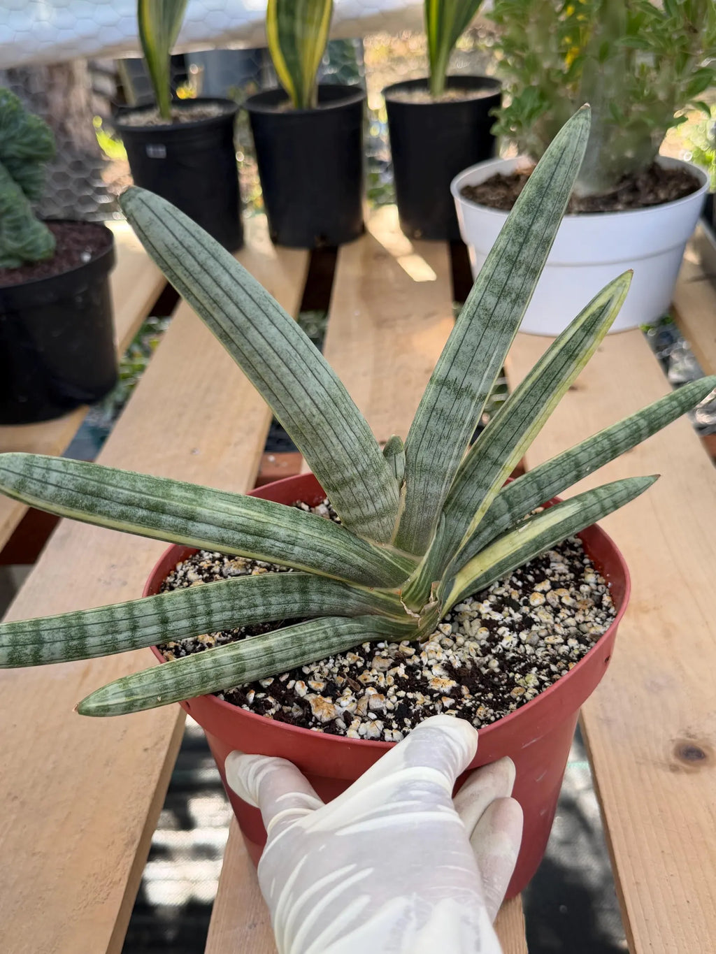 Variegated Sansevieria Boncel | Live Snake Plant #136