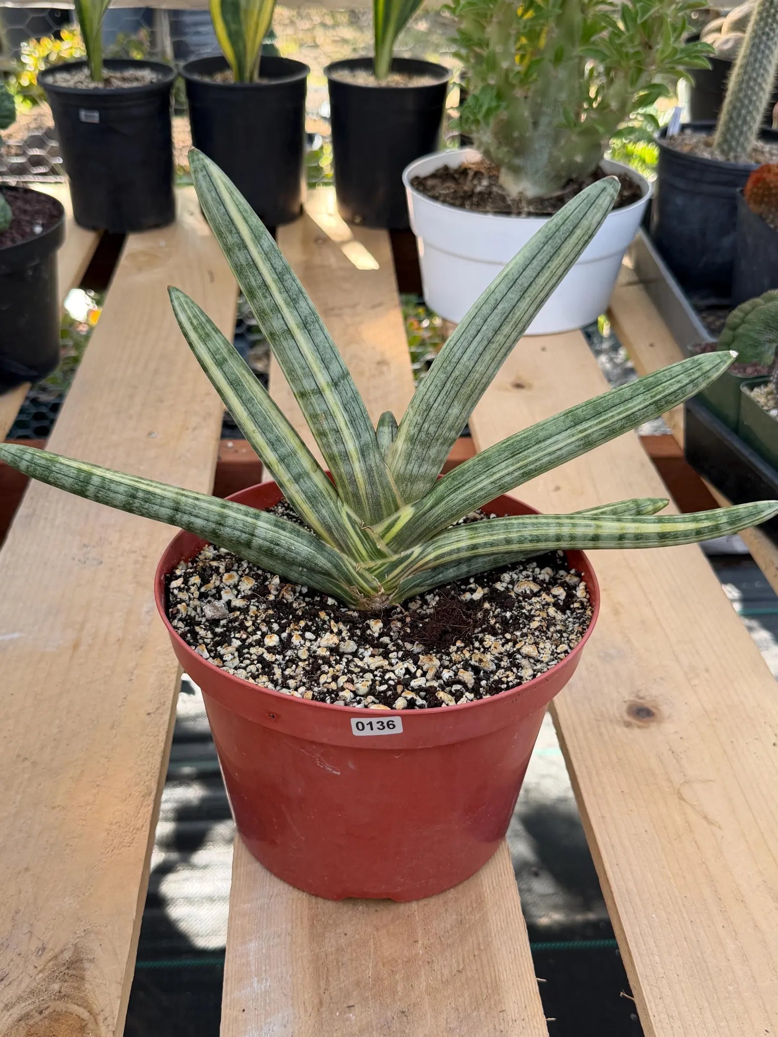 Variegated Sansevieria Boncel #0136 | Easy Care House Plant | Live Plant