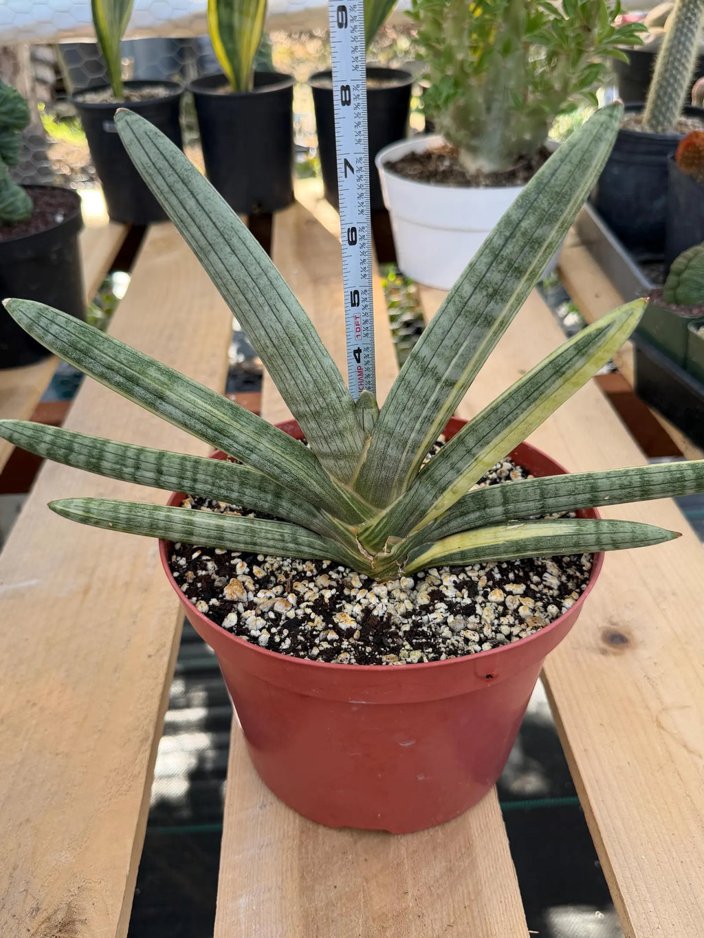Variegated Sansevieria Boncel #0136 | Easy Care House Plant | Live Plant