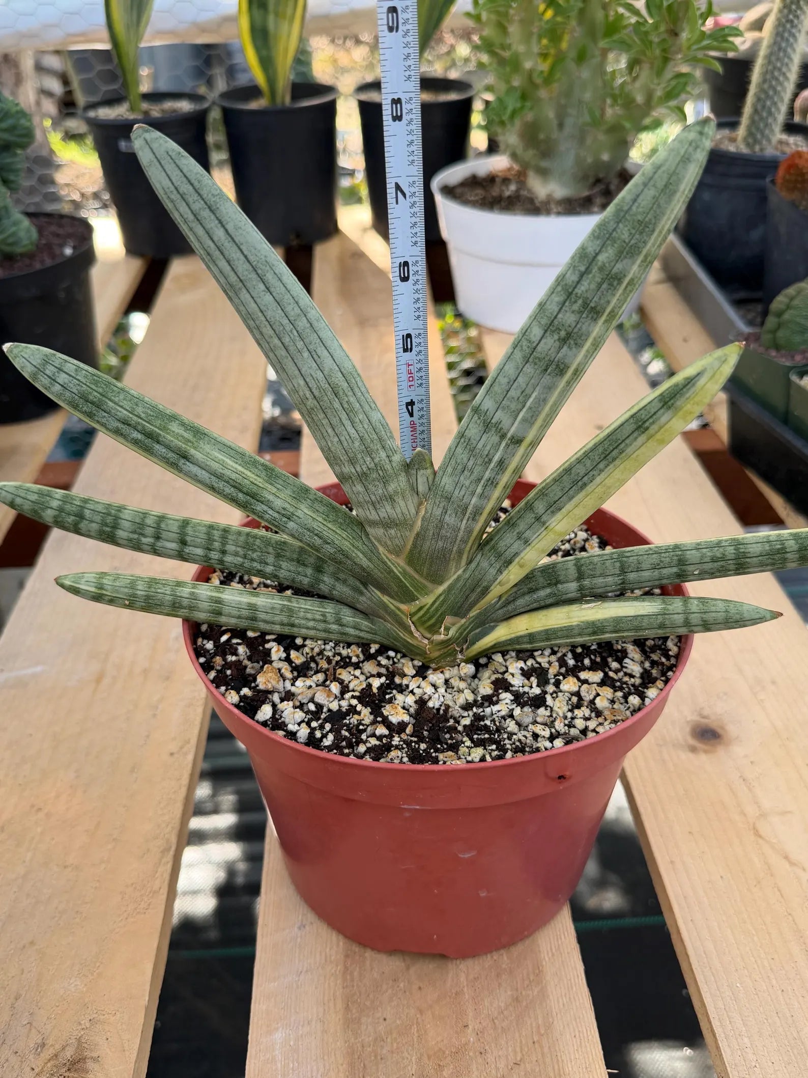 Variegated Sansevieria Boncel | Live Snake Plant #136