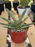 Variegated Sansevieria Boncel #0136 | Easy Care House Plant | Live Plant