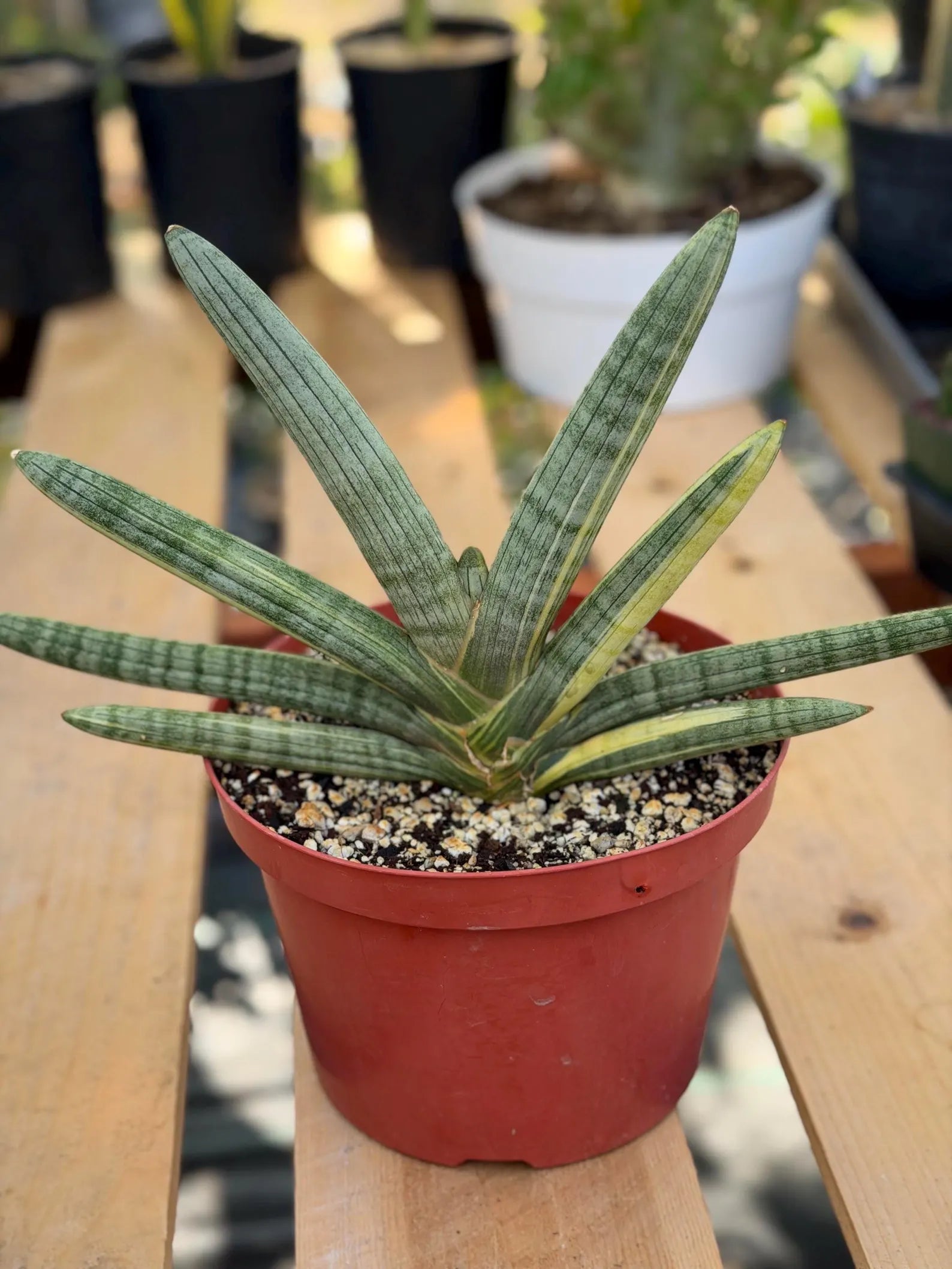 Variegated Sansevieria Boncel #0136 | Easy Care House Plant | Live Plant