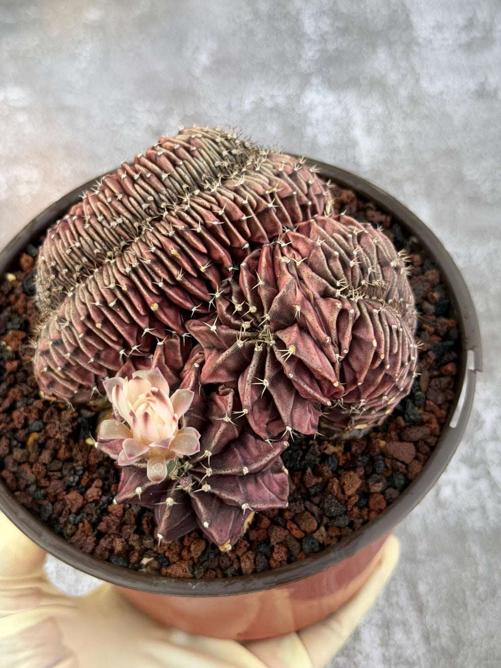 6" Crested Gymnocalycium Mihanovichii #121