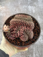 6" Crested Gymnocalycium Mihanovichii #121
