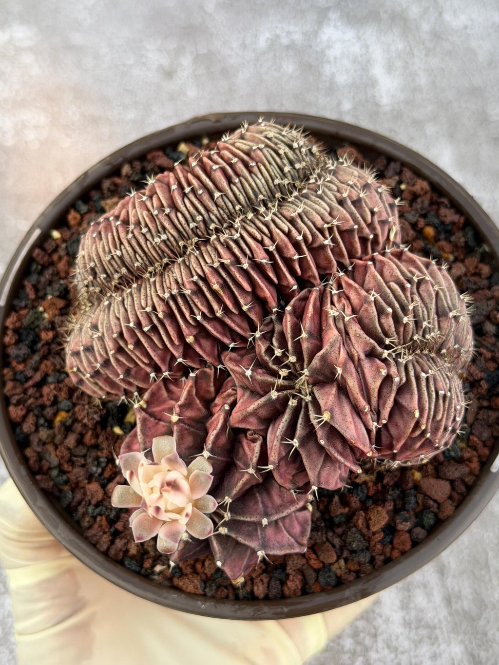 6" Crested Gymnocalycium Mihanovichii #121