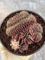 6" Crested Gymnocalycium Mihanovichii #121