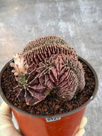 6" Crested Gymnocalycium Mihanovichii #121