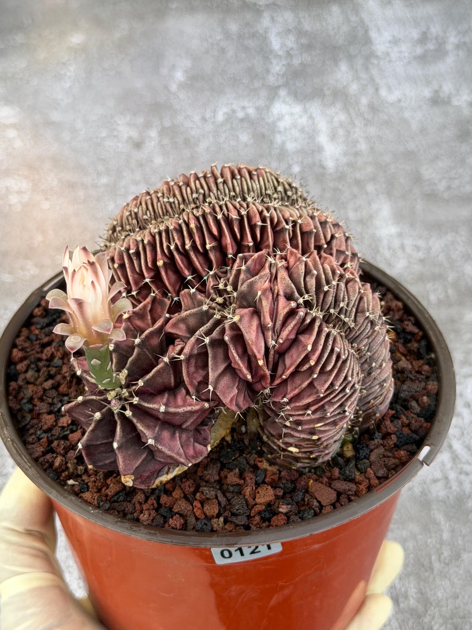 6" Crested Gymnocalycium Mihanovichii #121