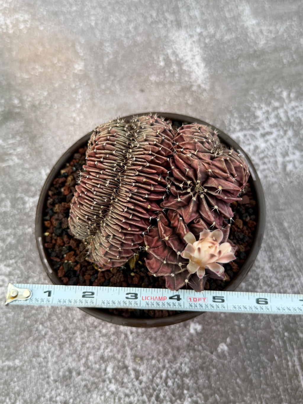 6" Crested Gymnocalycium Mihanovichii #121