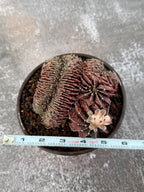6" Crested Gymnocalycium Mihanovichii #121