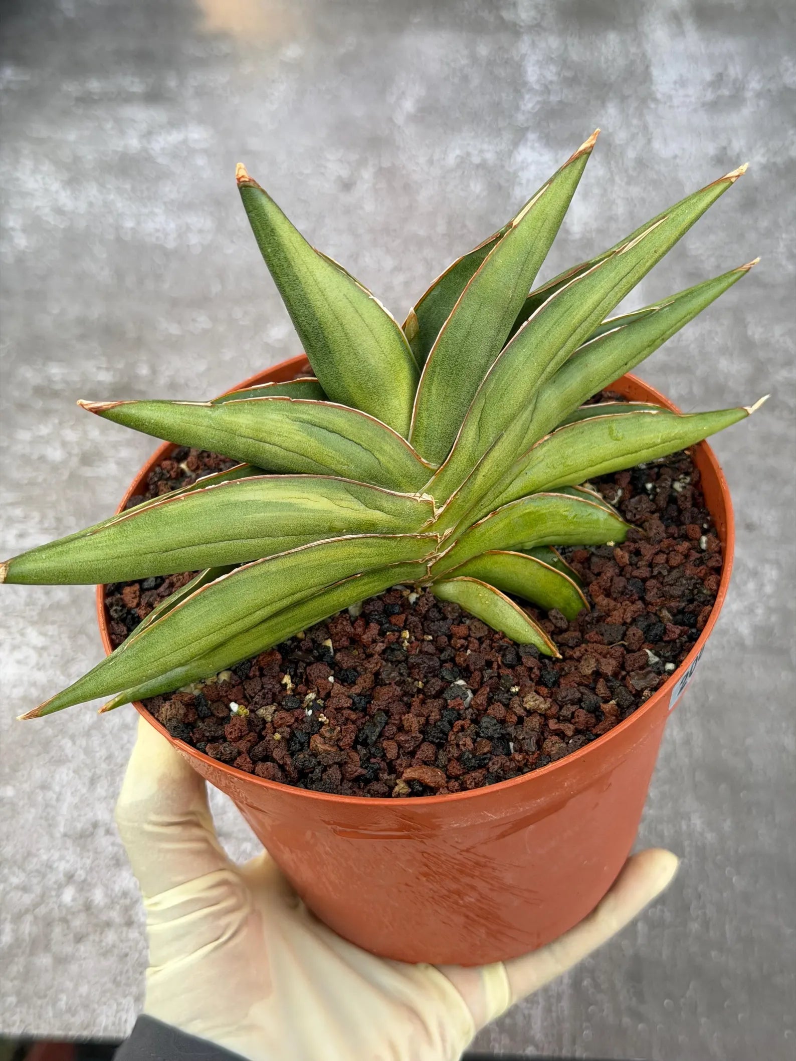 Variegated Sansevia Sawaddee #206 | Easy Care House Plant | Live Plant