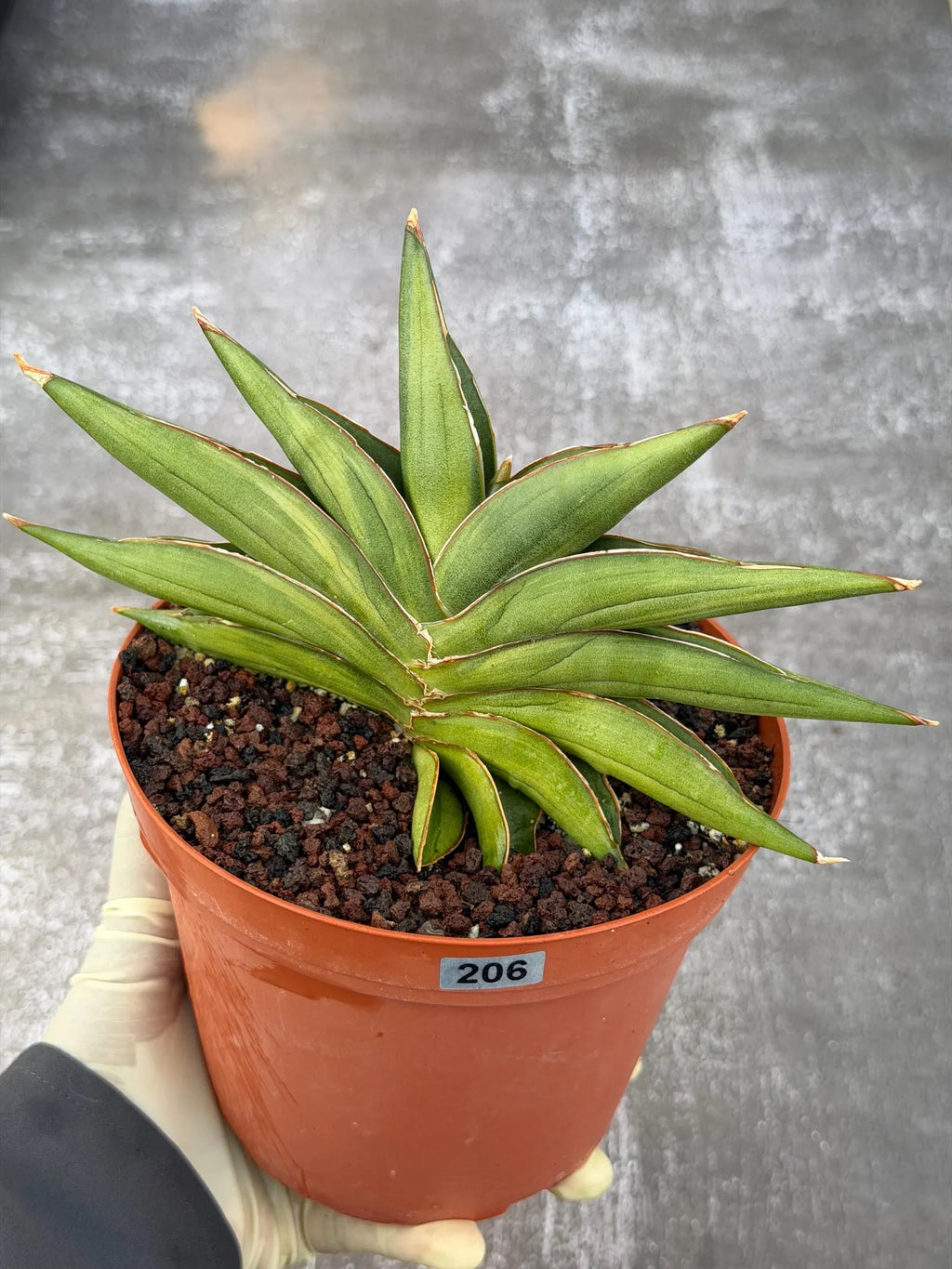 Variegated Sansevia Sawaddee #206 | Easy Care House Plant | Live Plant