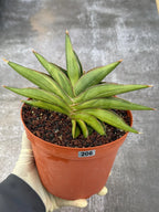 Variegated Sansevia Sawaddee #206 | Easy Care House Plant | Live Plant