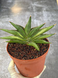 Variegated Sansevia Sawaddee #206 | Easy Care House Plant | Live Plant