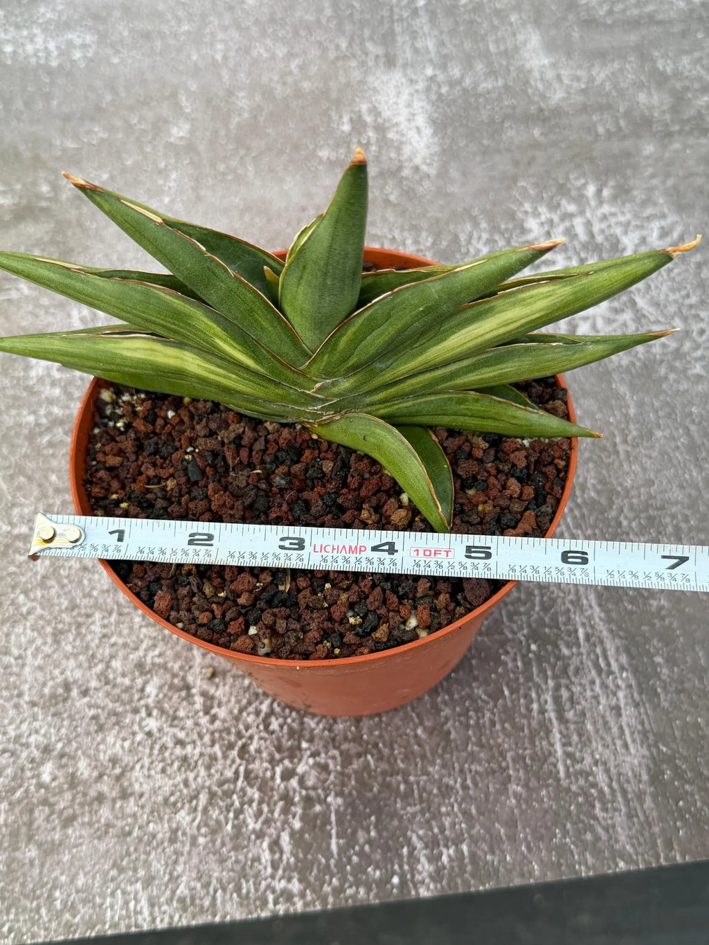 Variegated Sansevia Sawaddee #206 | Easy Care House Plant | Live Plant