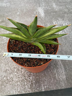 Variegated Sansevia Sawaddee #206 | Easy Care House Plant | Live Plant