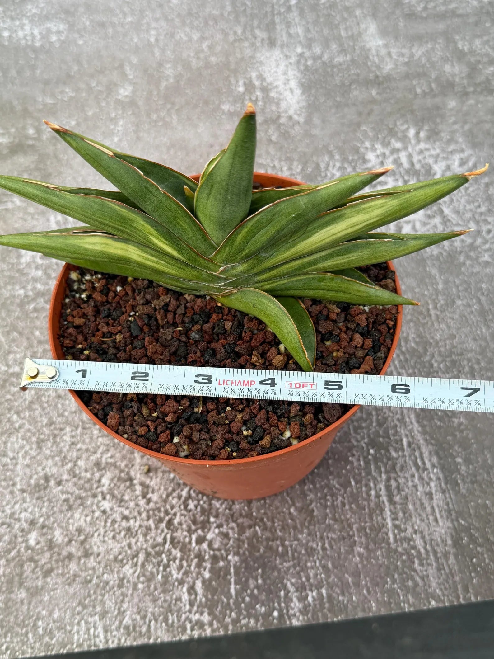 Variegated Sansevia Sawaddee #206 | Easy Care House Plant | Live Plant