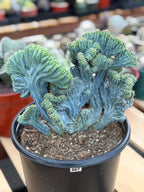 Crested Blue Myrtle Cactus | Easy Care Plant Lover Gift #867