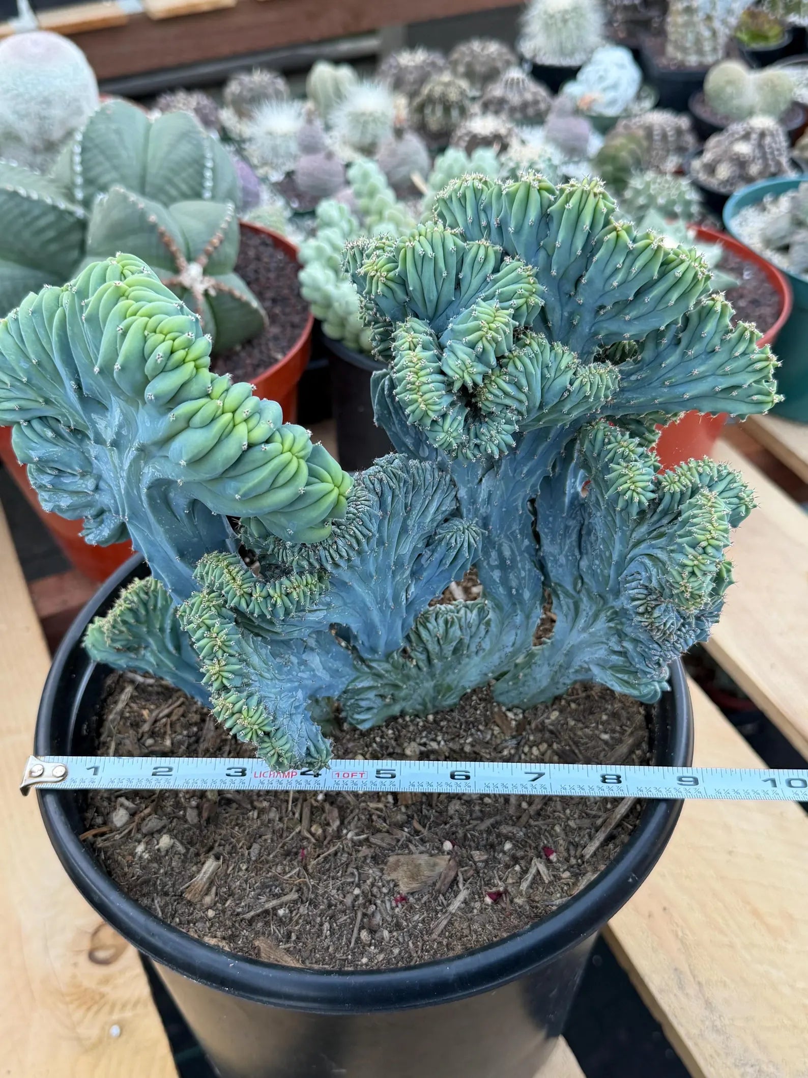Crested Blue Myrtle Cactus | Easy Care Plant Lover Gift #867