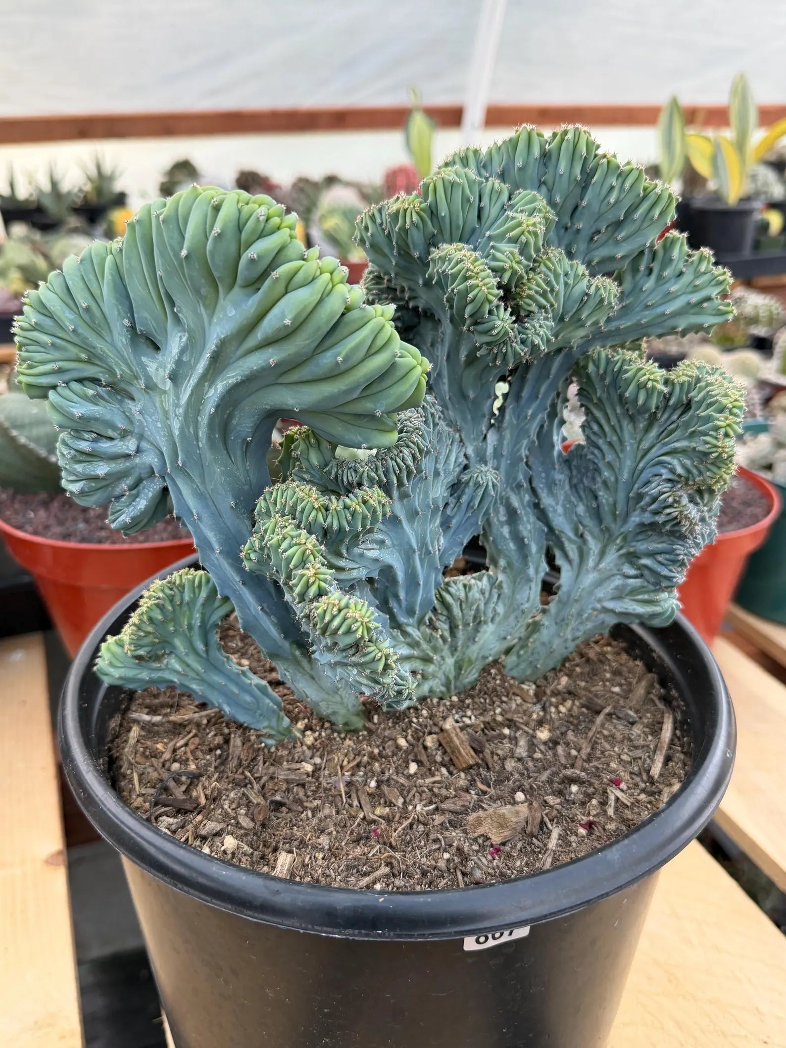 Crested Blue Myrtle Cactus | Easy Care Plant Lover Gift #867