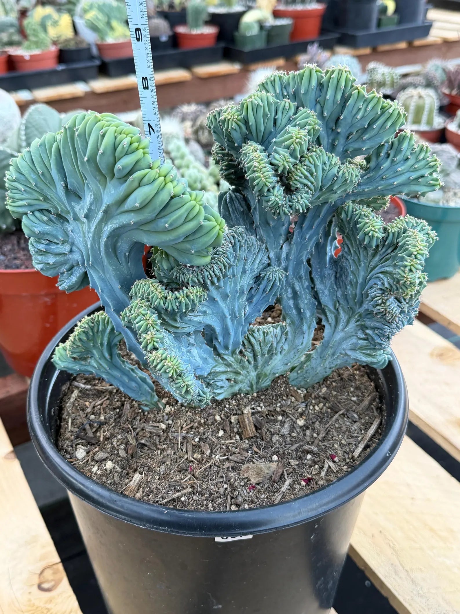 Crested Blue Myrtle Cactus | Easy Care Plant Lover Gift #867