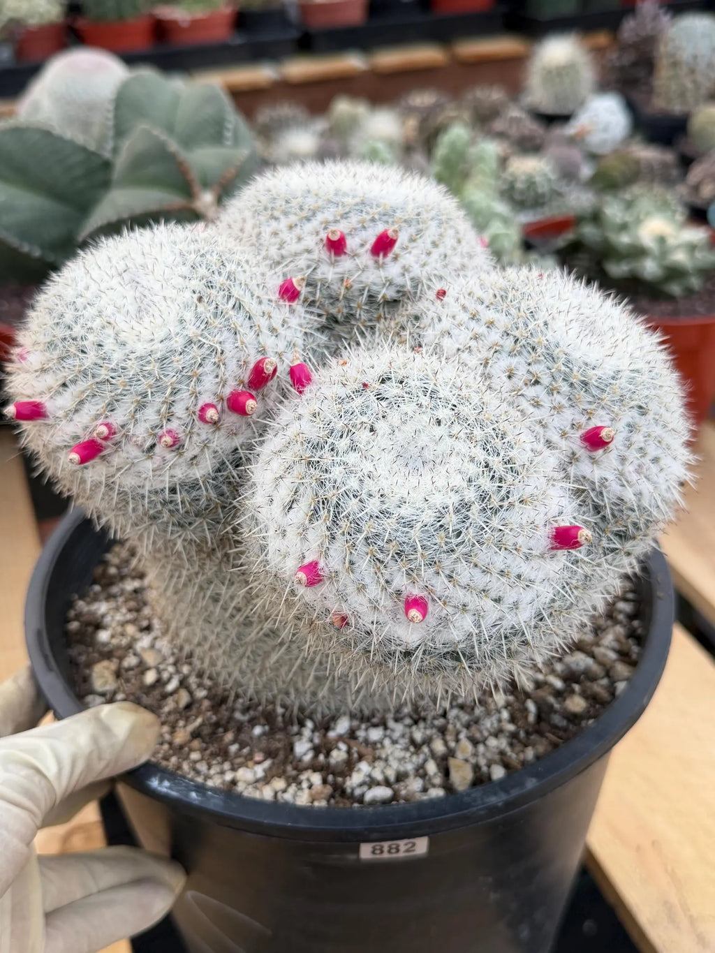 Mammillaria Owl Eyes | Rare Live Collector Cactus #882