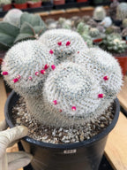 Mammillaria Owl Eyes | Rare Live Collector Cactus #882