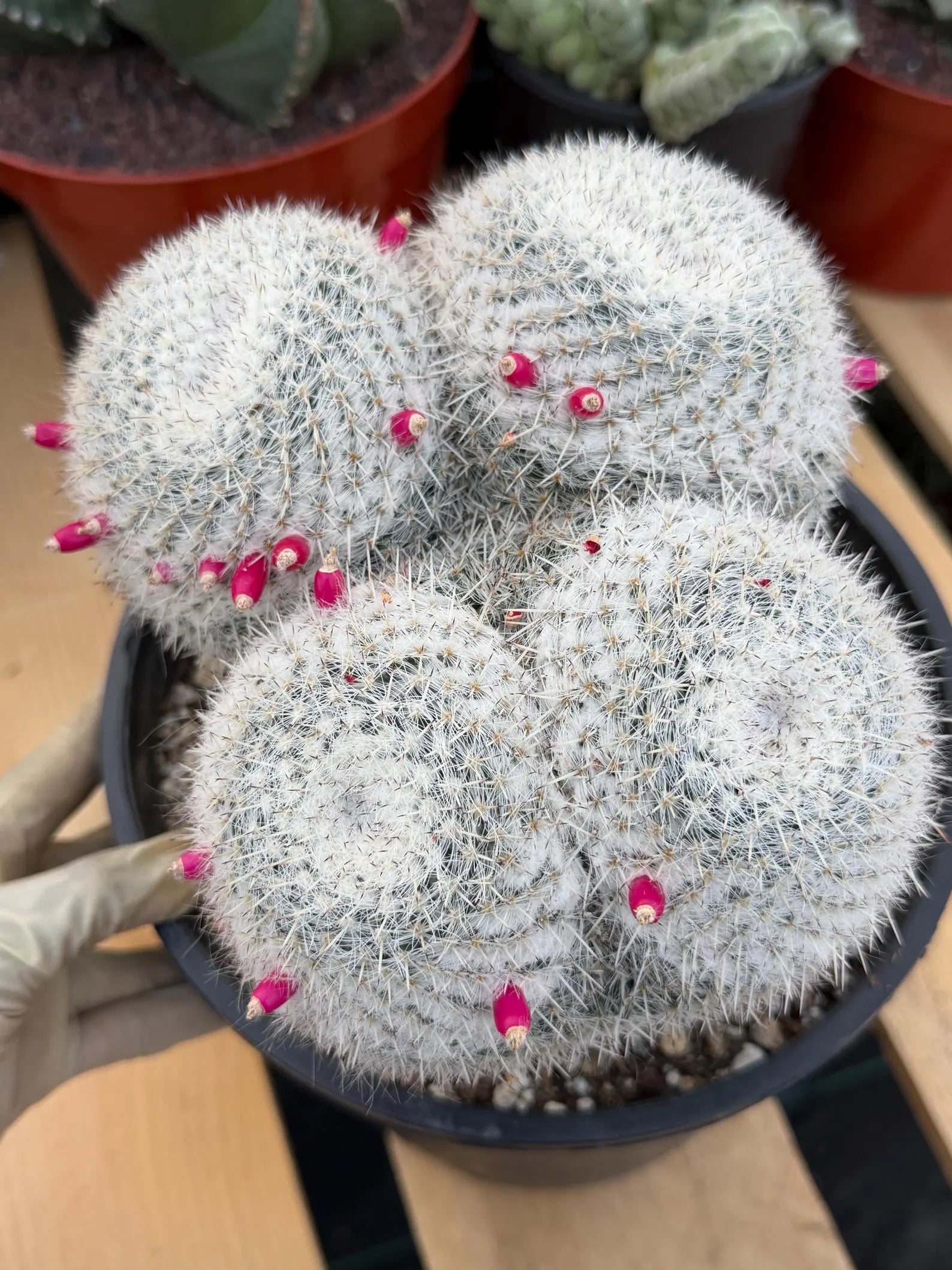 Mammillaria Owl Eyes | Rare Live Collector Cactus #882