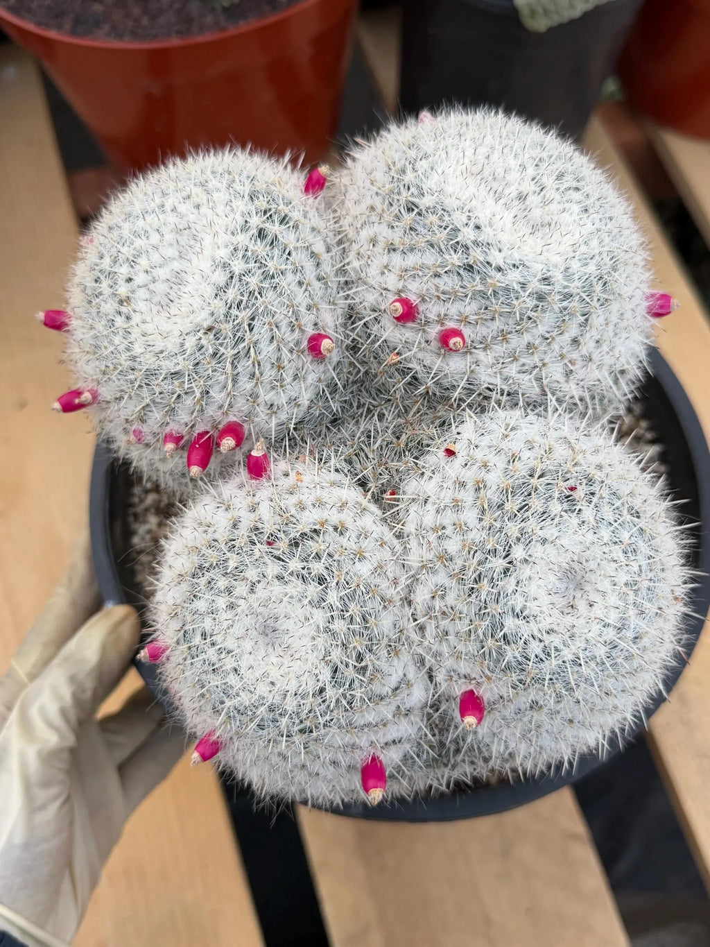 Mammillaria Owl Eyes | Rare Live Collector Cactus #882