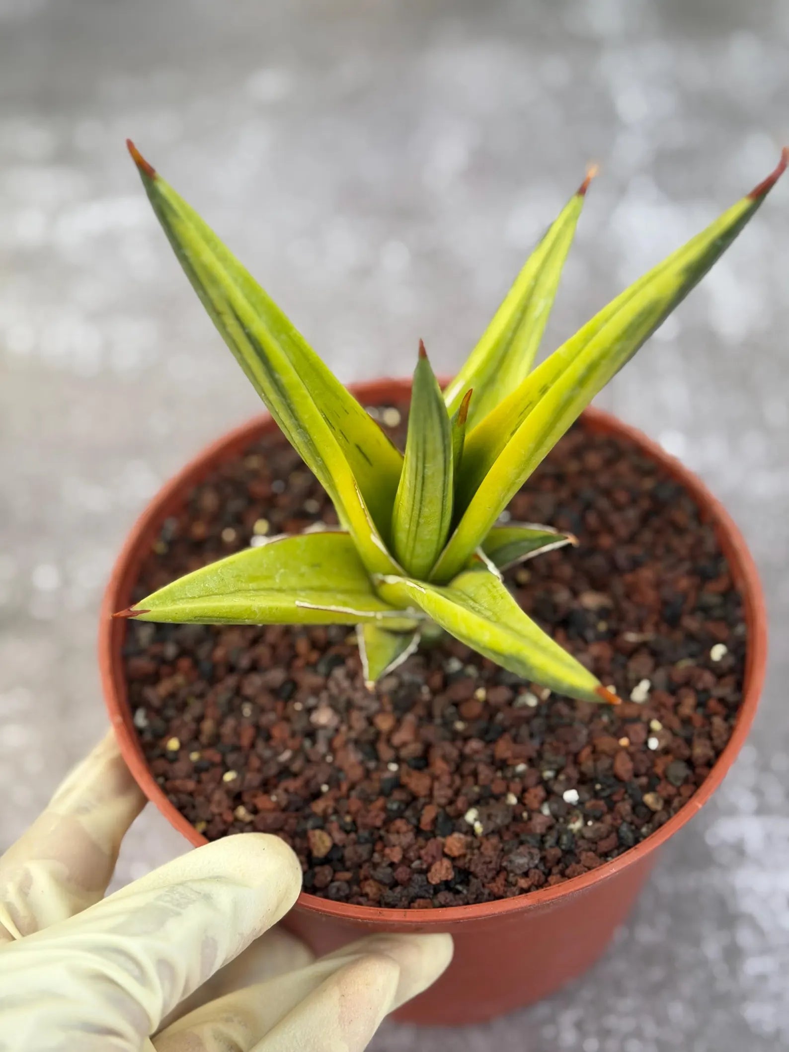 Sansevieria All Night Star Variegated Rare Snake Plant – Exact Live Houseplant