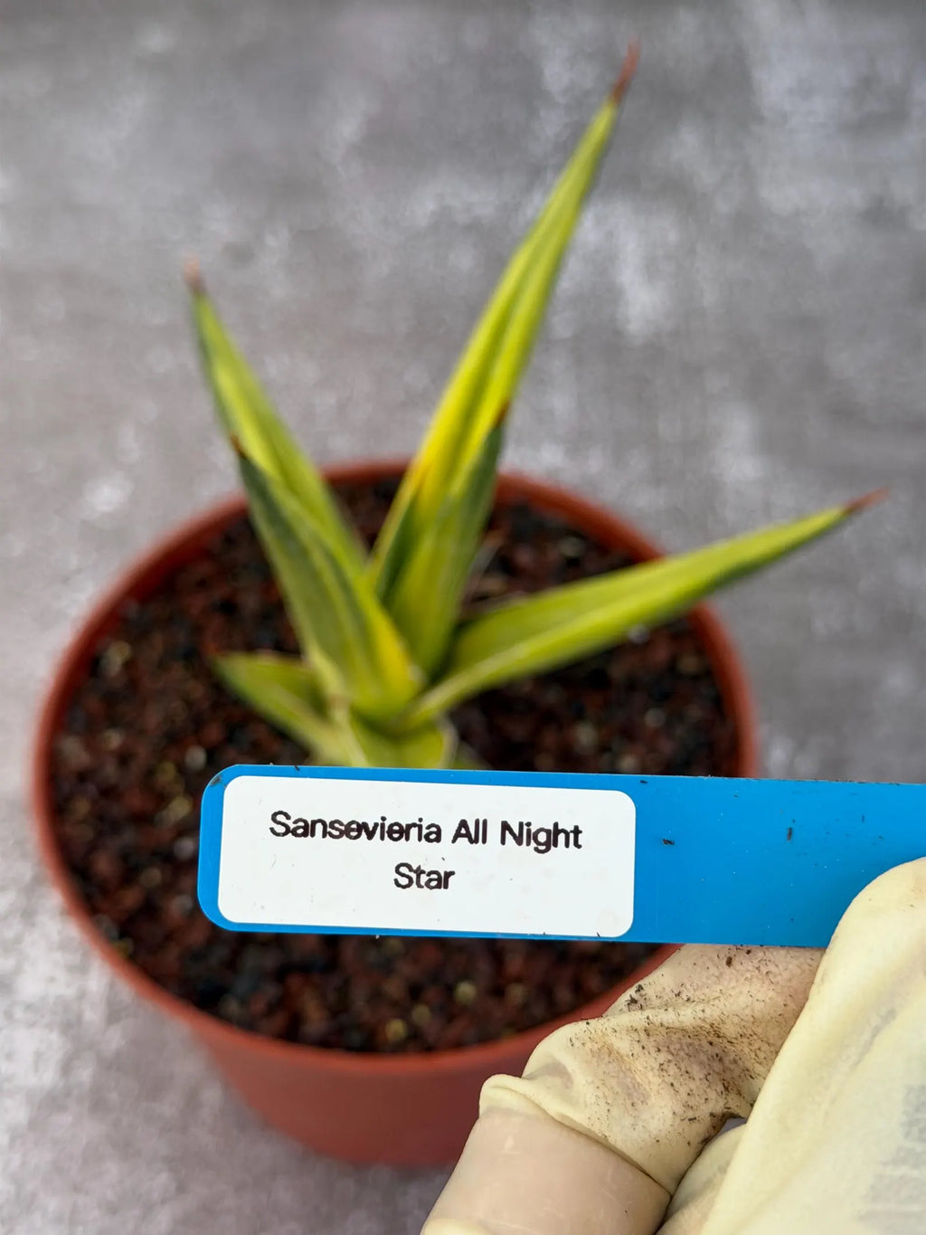 Sansevieria All Night Star Variegated Rare Snake Plant – Exact Live Houseplant