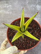 Sansevieria All Night Star Variegated Rare Snake Plant – Exact Live Houseplant