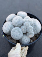 Large Mammillaria White Cluster #777 | Rare Live Cactus Specimen
