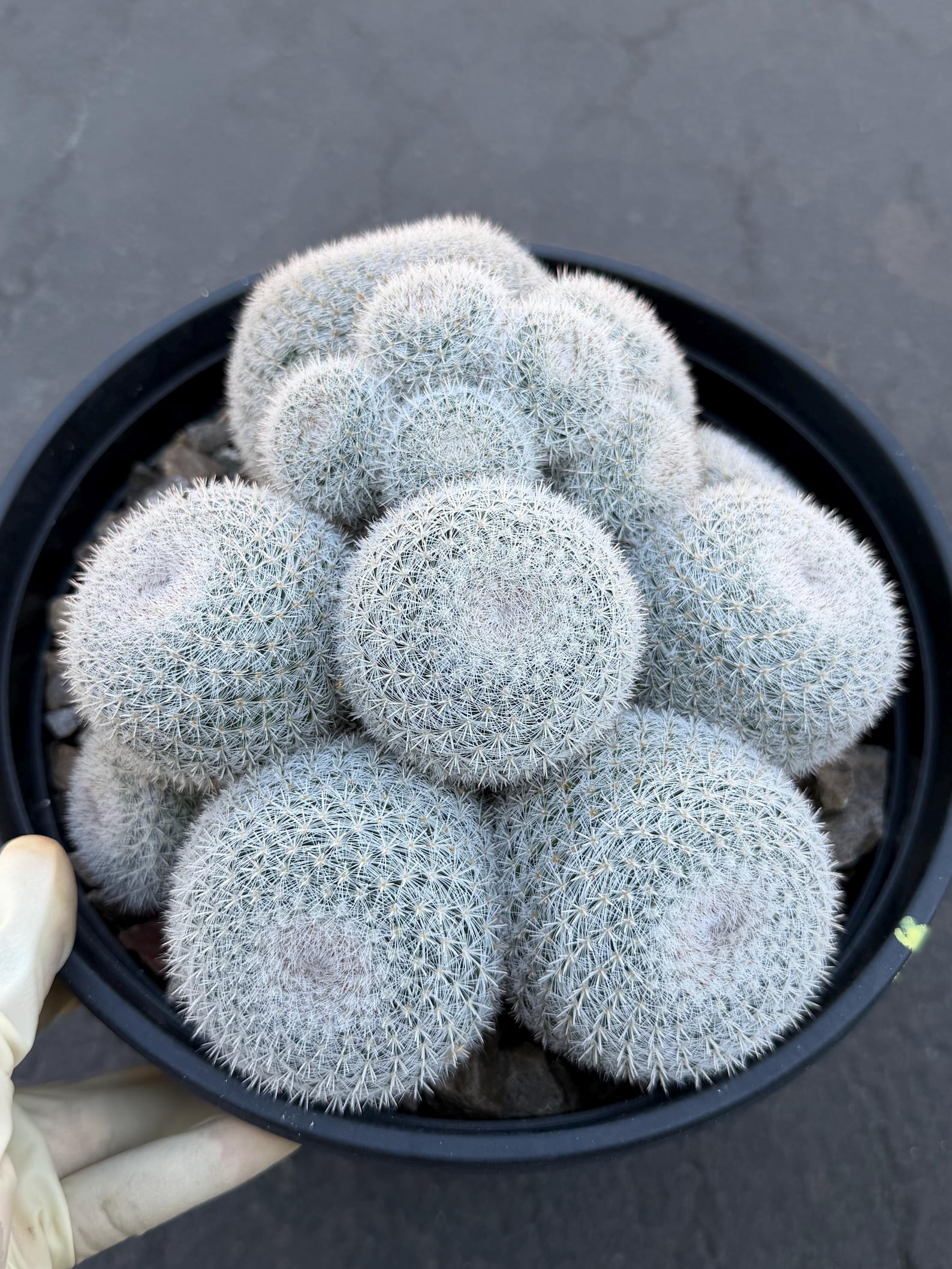 Large Mammillaria White Cluster #777 | Rare Live Cactus Specimen
